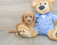 7 week old Mini Goldendoodle Puppy For Sale - Pilesgrove Pups