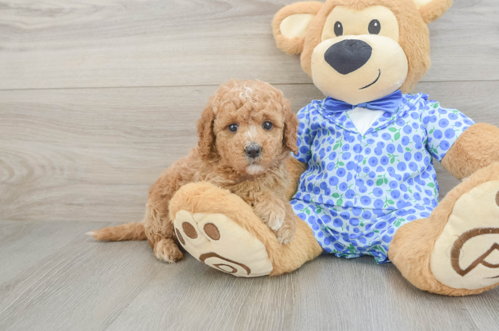 5 week old Mini Goldendoodle Puppy For Sale - Pilesgrove Pups