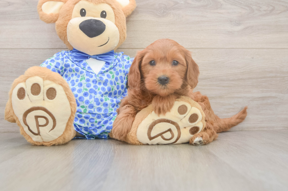 6 week old Mini Goldendoodle Puppy For Sale - Pilesgrove Pups