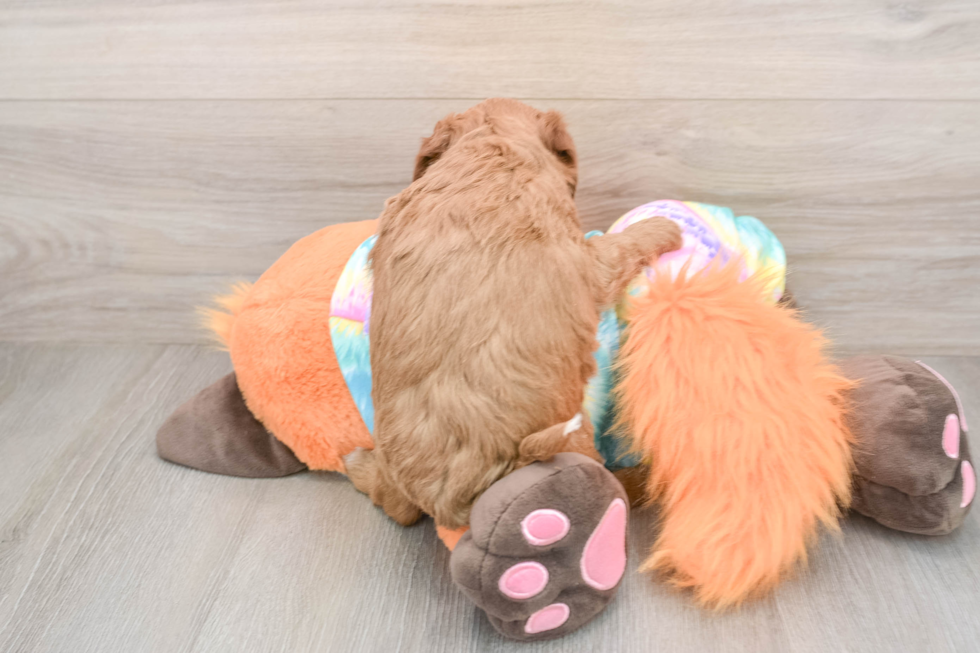 Smart Mini Goldendoodle Poodle Mix Pup