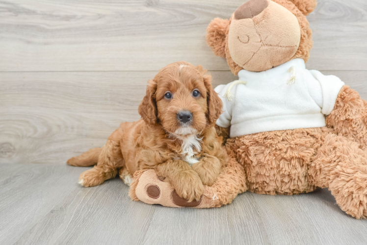 Best Mini Goldendoodle Baby