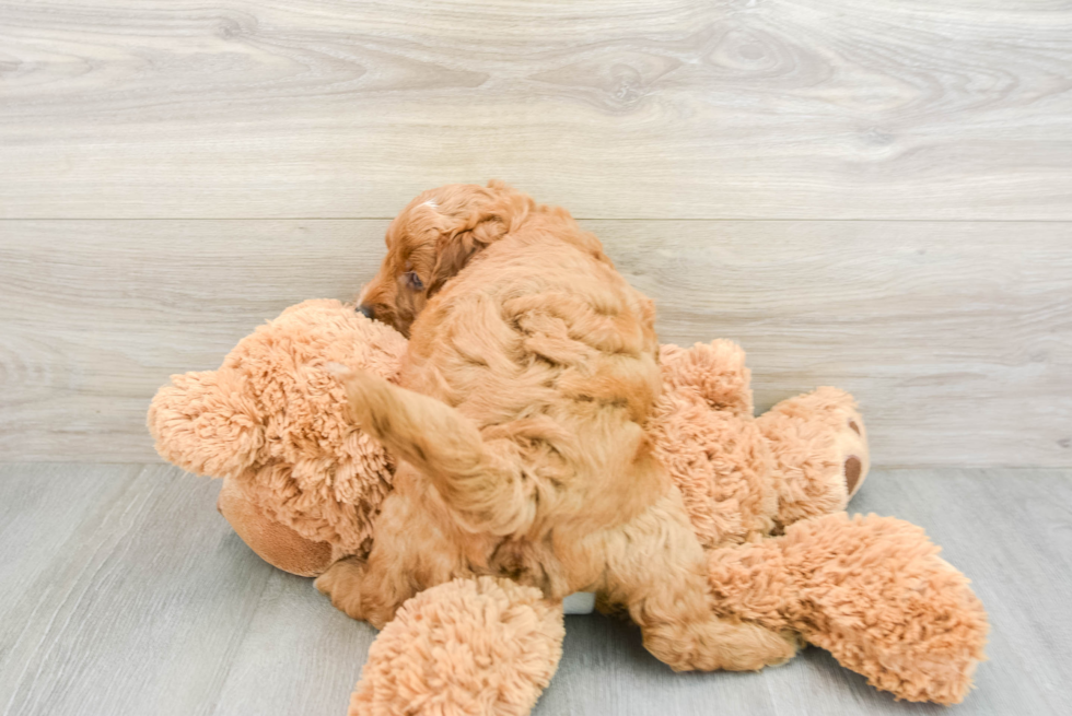 Playful Mini Groodle Poodle Mix Puppy