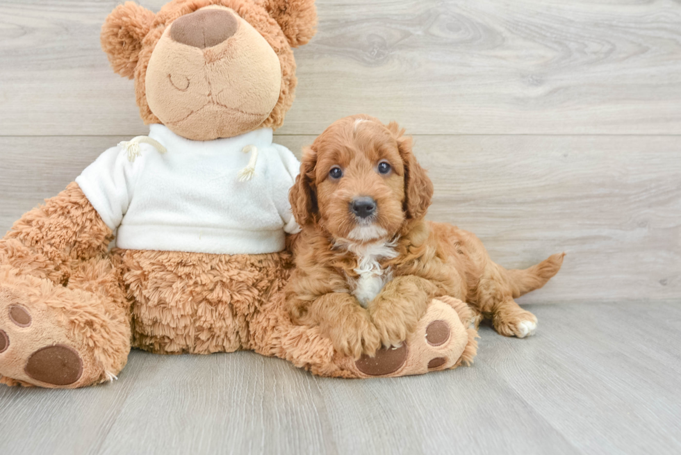 Mini Goldendoodle Puppy for Adoption