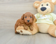 7 week old Mini Goldendoodle Puppy For Sale - Pilesgrove Pups