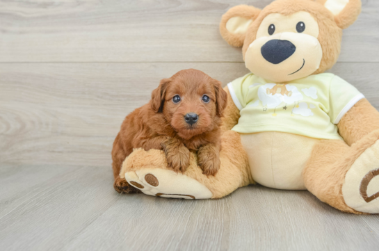 Hypoallergenic Mini Goldiepoo Poodle Mix Puppy