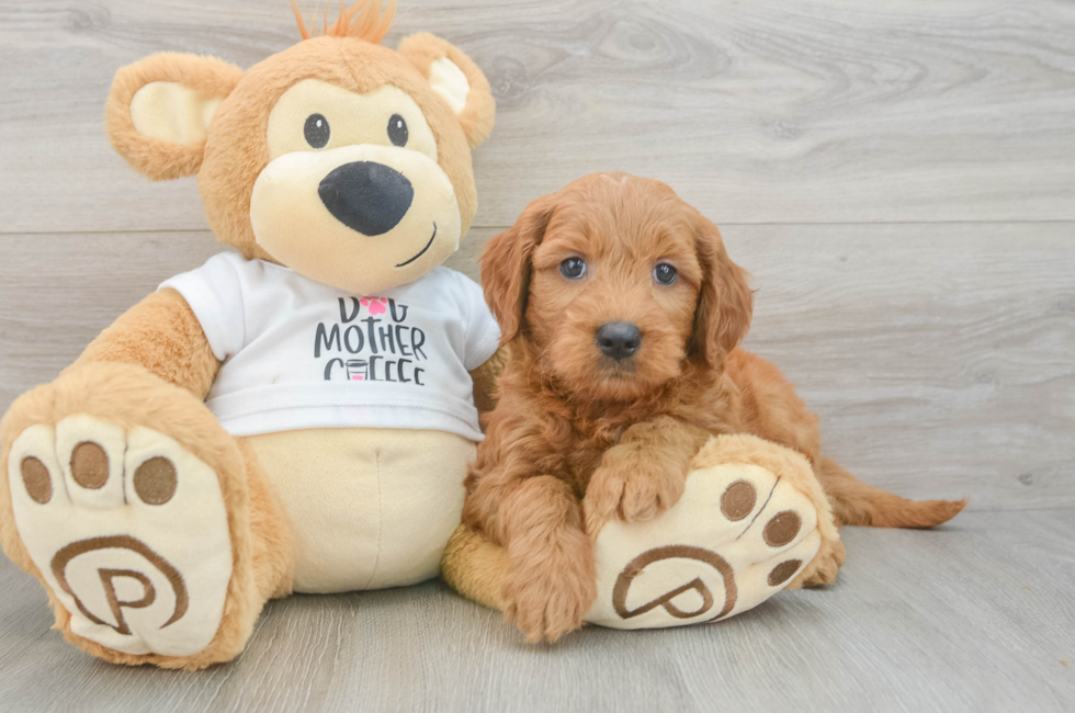 6 week old Mini Goldendoodle Puppy For Sale - Pilesgrove Pups