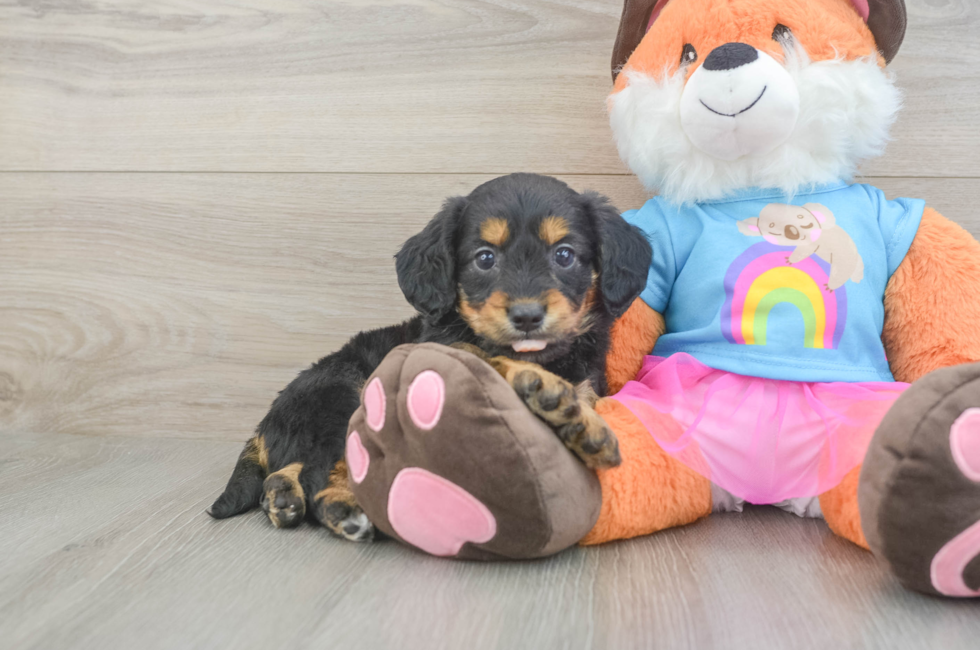 6 week old Mini Goldendoodle Puppy For Sale - Pilesgrove Pups
