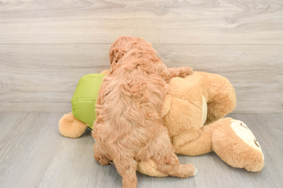 Mini Goldendoodle Pup Being Cute