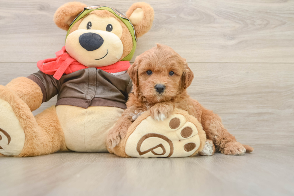Mini Goldendoodle Pup Being Cute