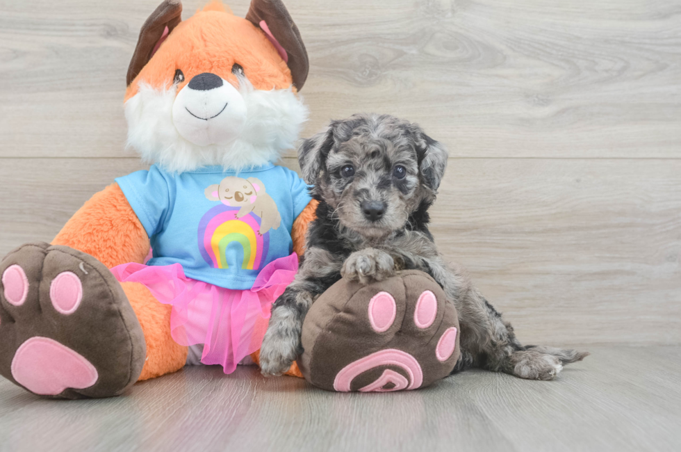 6 week old Mini Goldendoodle Puppy For Sale - Pilesgrove Pups