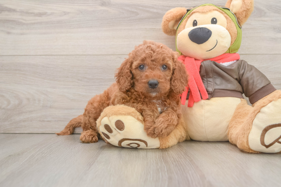 Happy Mini Goldendoodle Baby