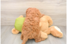 Best Mini Goldendoodle Baby