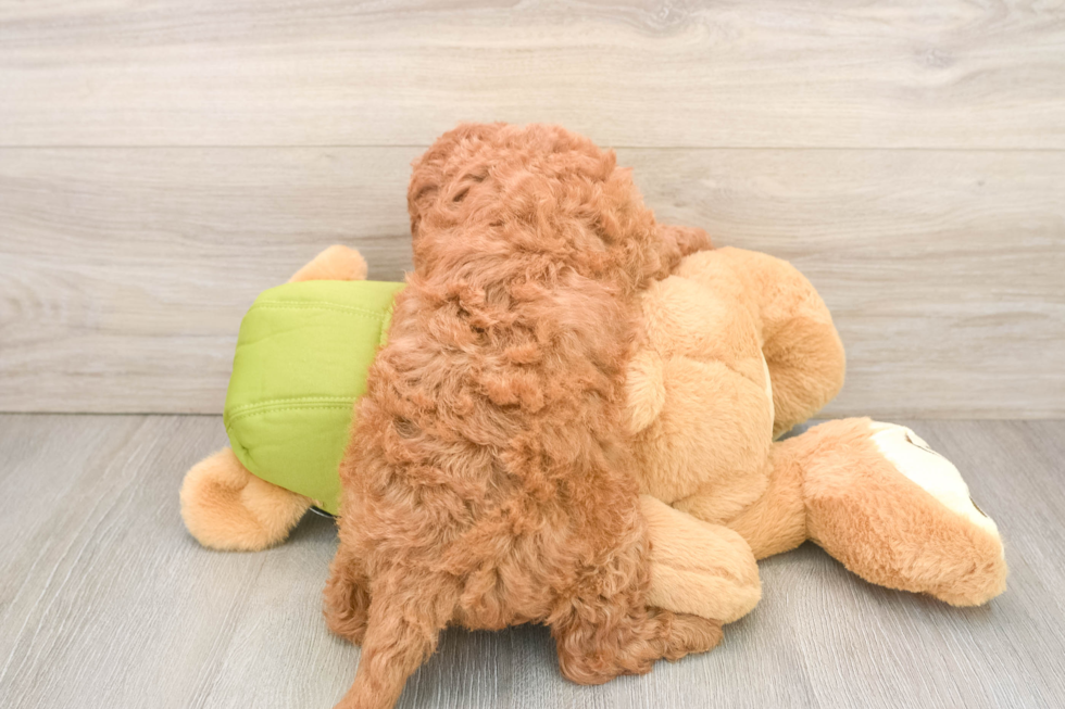 Best Mini Goldendoodle Baby