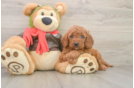 Best Mini Goldendoodle Baby