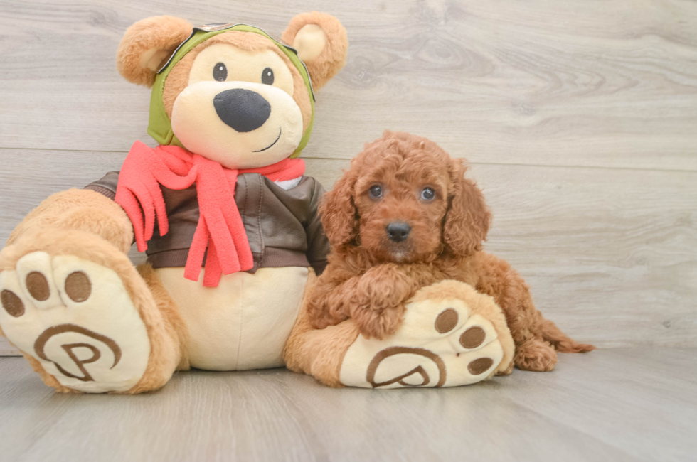 5 week old Mini Goldendoodle Puppy For Sale - Pilesgrove Pups