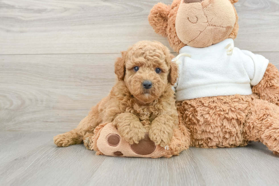 Mini Goldendoodle Puppy for Adoption