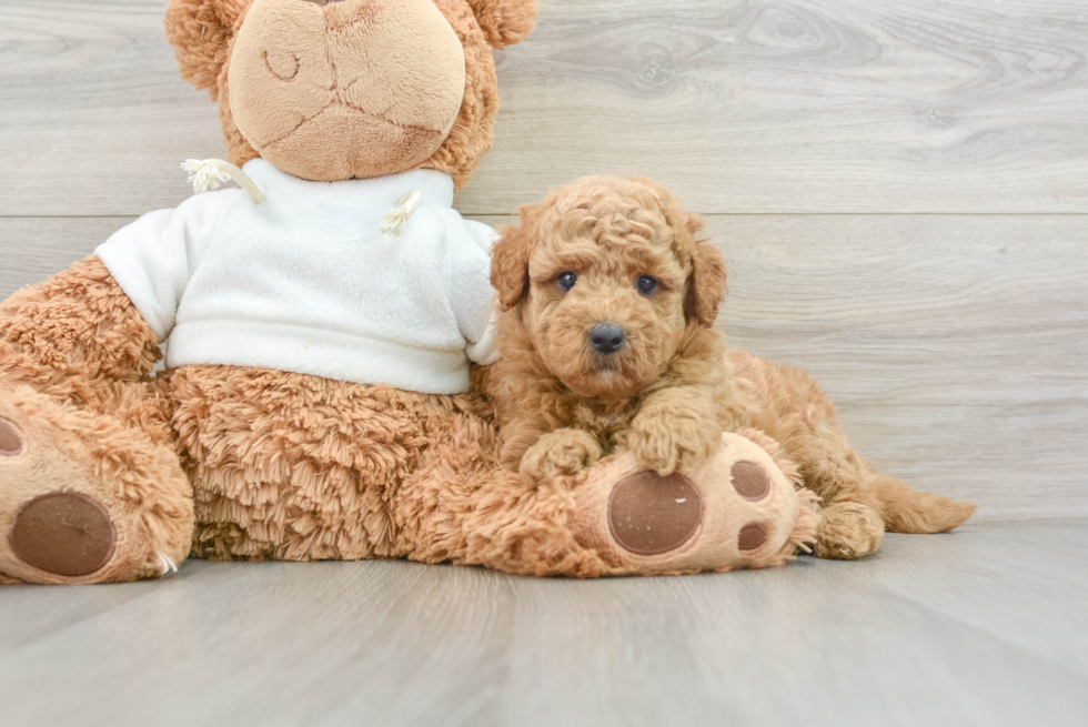 Friendly Mini Goldendoodle Baby