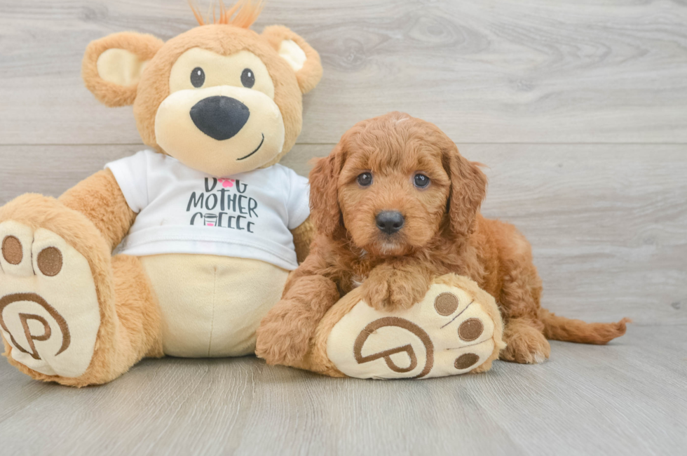 6 week old Mini Goldendoodle Puppy For Sale - Pilesgrove Pups