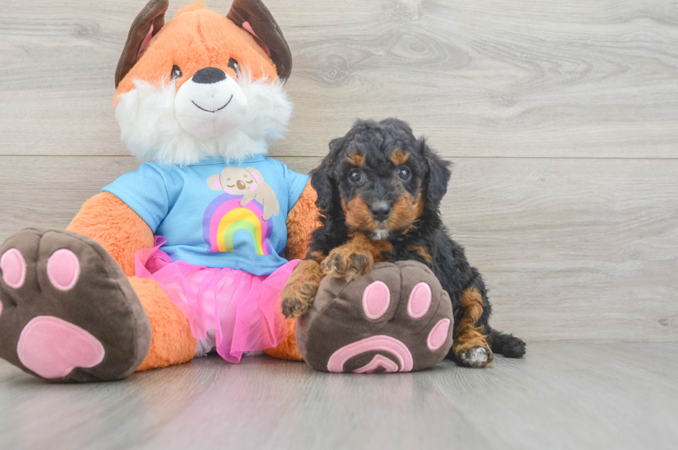 6 week old Mini Goldendoodle Puppy For Sale - Pilesgrove Pups