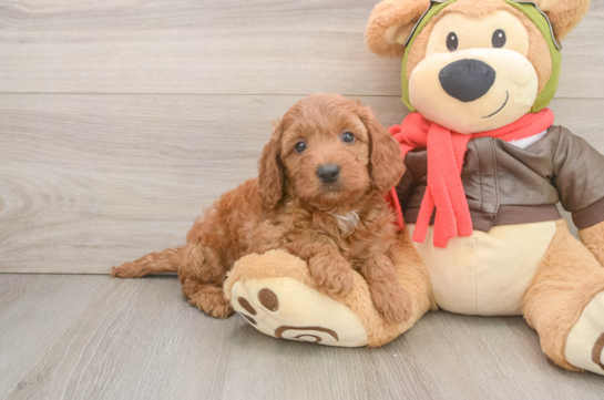 Funny Mini Goldendoodle Poodle Mix Pup