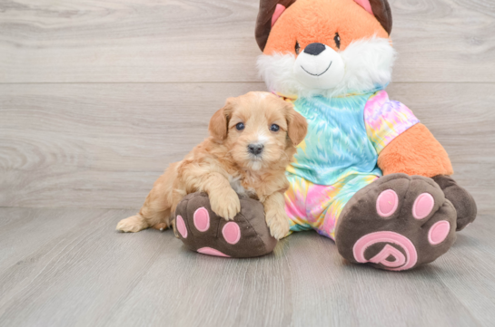 Best Mini Goldendoodle Baby