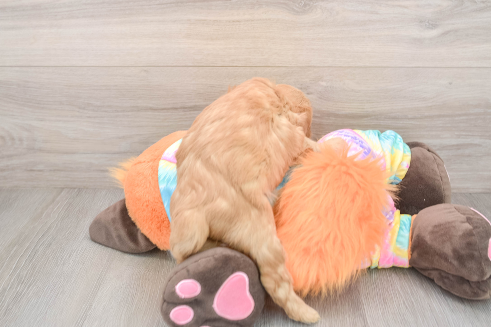 Friendly Mini Goldendoodle Baby