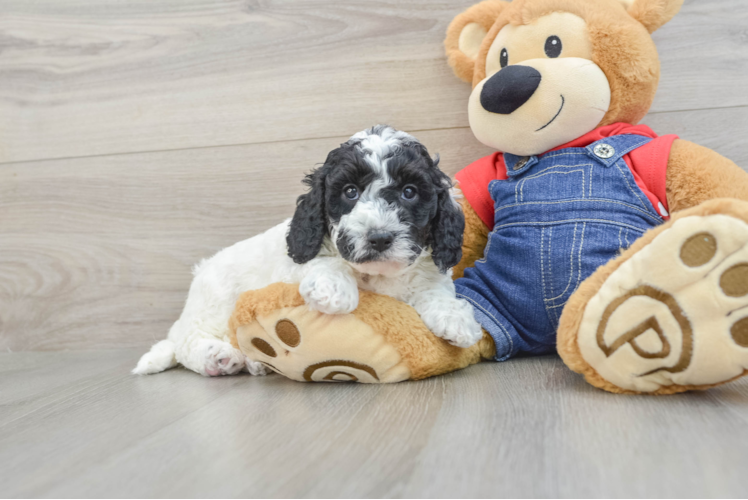 Mini Goldendoodle Pup Being Cute