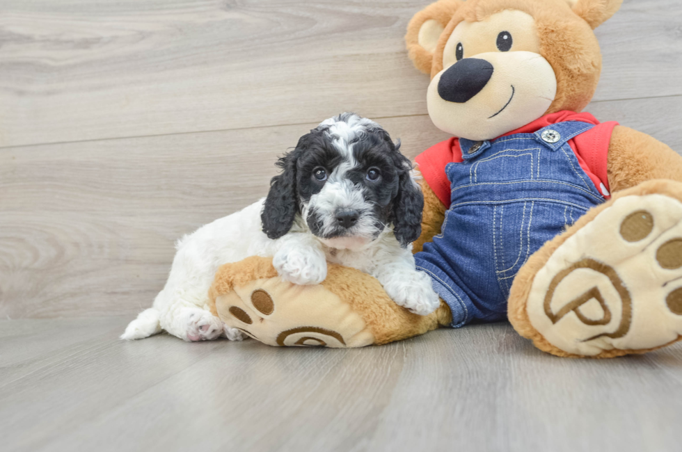5 week old Mini Goldendoodle Puppy For Sale - Pilesgrove Pups