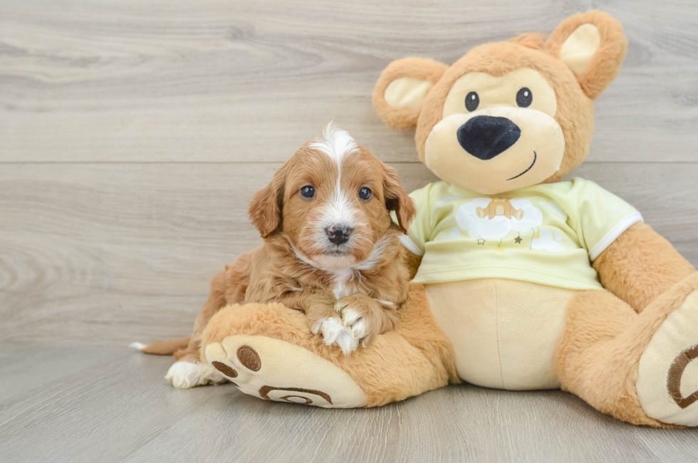 6 week old Mini Goldendoodle Puppy For Sale - Pilesgrove Pups