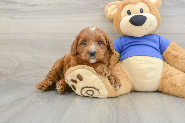 Mini Goldendoodle Puppy for Adoption