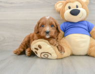 8 week old Mini Goldendoodle Puppy For Sale - Pilesgrove Pups