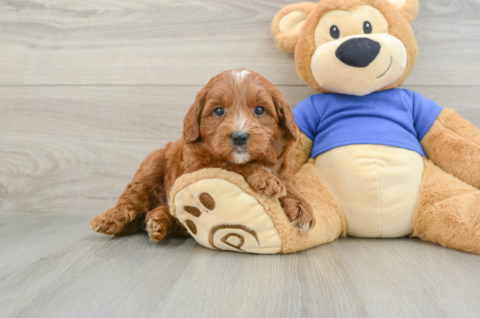 6 week old Mini Goldendoodle Puppy For Sale - Pilesgrove Pups