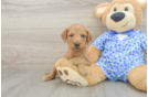 Mini Goldendoodle Puppy for Adoption