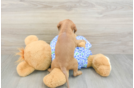 Mini Goldendoodle Puppy for Adoption