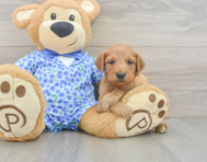 9 week old Mini Goldendoodle Puppy For Sale - Pilesgrove Pups