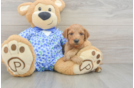 Mini Goldendoodle Pup Being Cute