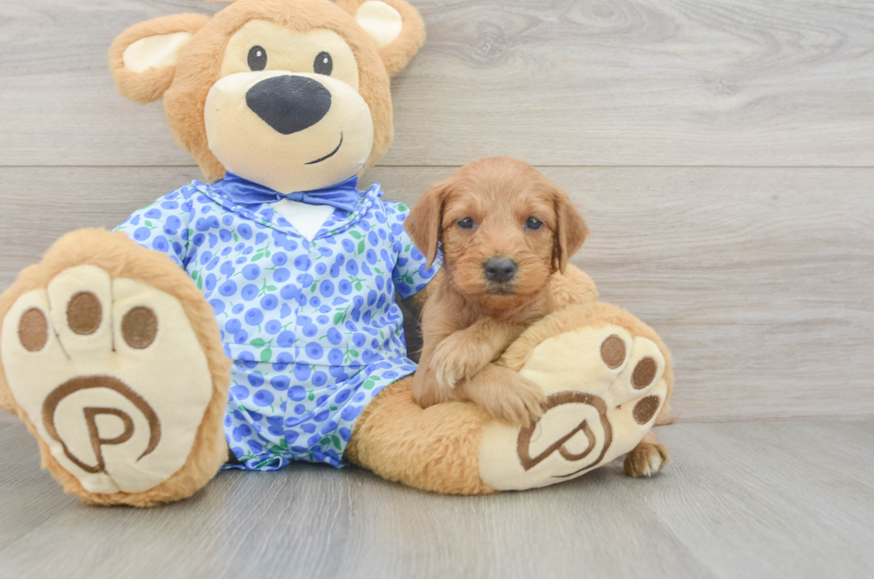 9 week old Mini Goldendoodle Puppy For Sale - Pilesgrove Pups