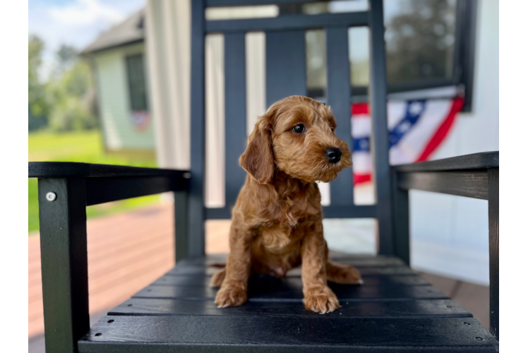 Cute Mini Groodle Poodle Mix Puppy