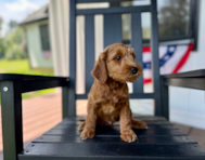 9 week old Mini Goldendoodle Puppy For Sale - Pilesgrove Pups