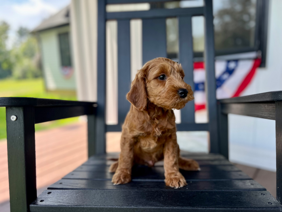 Cute Mini Groodle Poodle Mix Puppy