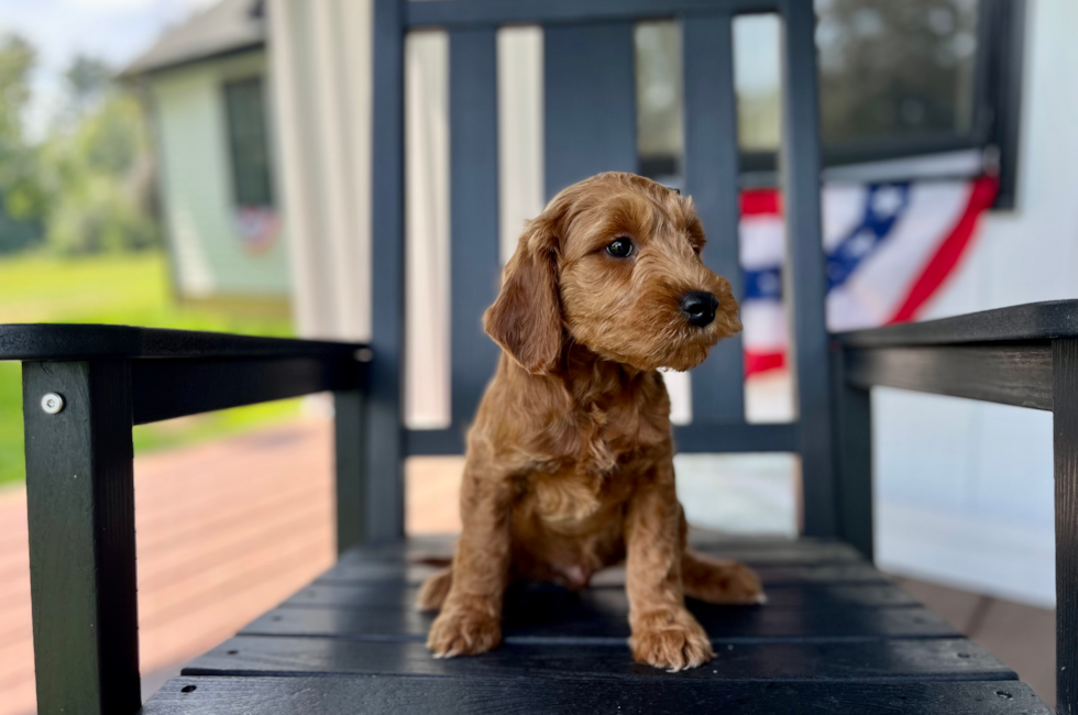 10 week old Mini Goldendoodle Puppy For Sale - Pilesgrove Pups
