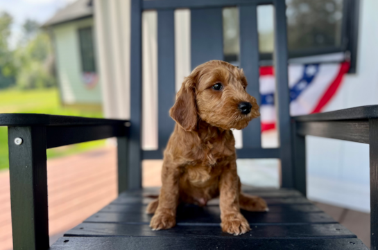 Cute Mini Groodle Poodle Mix Puppy