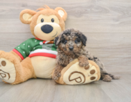 5 week old Mini Goldendoodle Puppy For Sale - Pilesgrove Pups