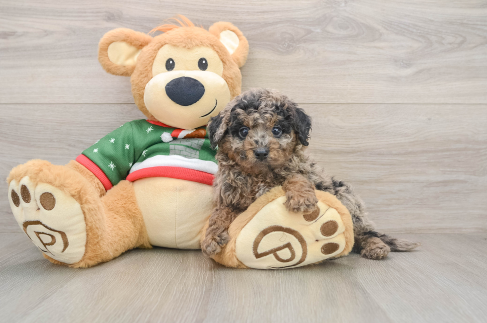 5 week old Mini Goldendoodle Puppy For Sale - Pilesgrove Pups