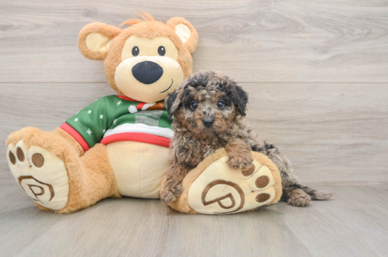 Happy Mini Goldendoodle Baby