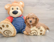 7 week old Mini Goldendoodle Puppy For Sale - Pilesgrove Pups