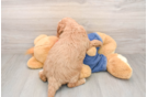 Mini Goldendoodle Pup Being Cute