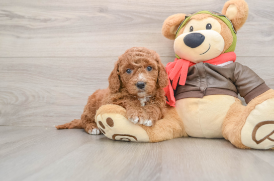 Friendly Mini Goldendoodle Baby