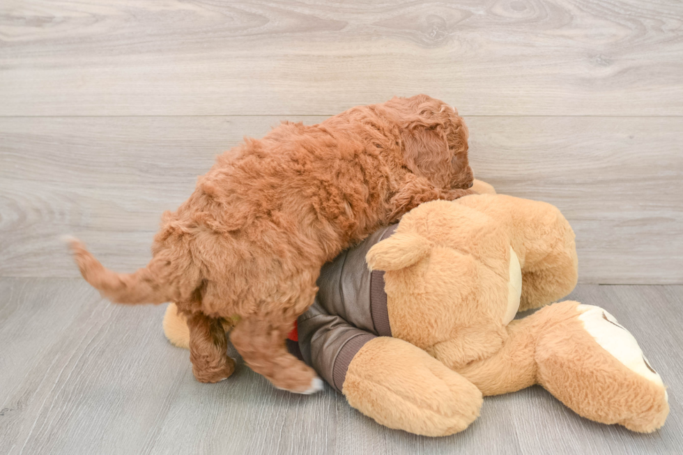 Sweet Mini Goldendoodle Baby