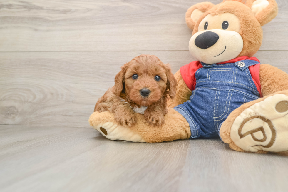 Mini Goldendoodle Puppy for Adoption